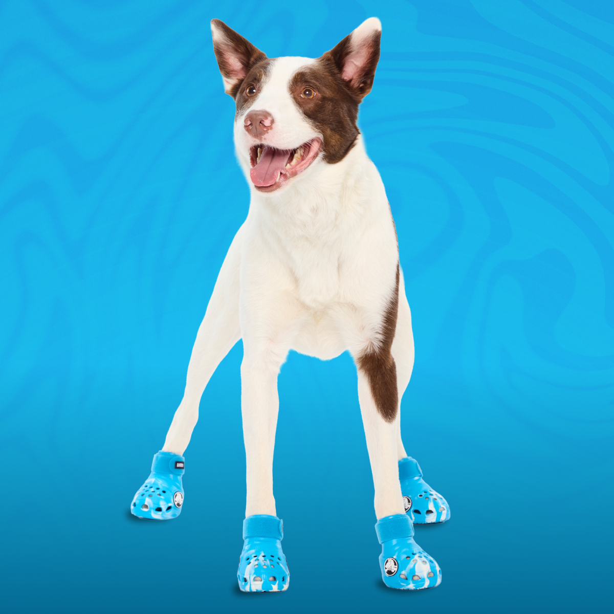 Crocs™ Shoes For Dogs