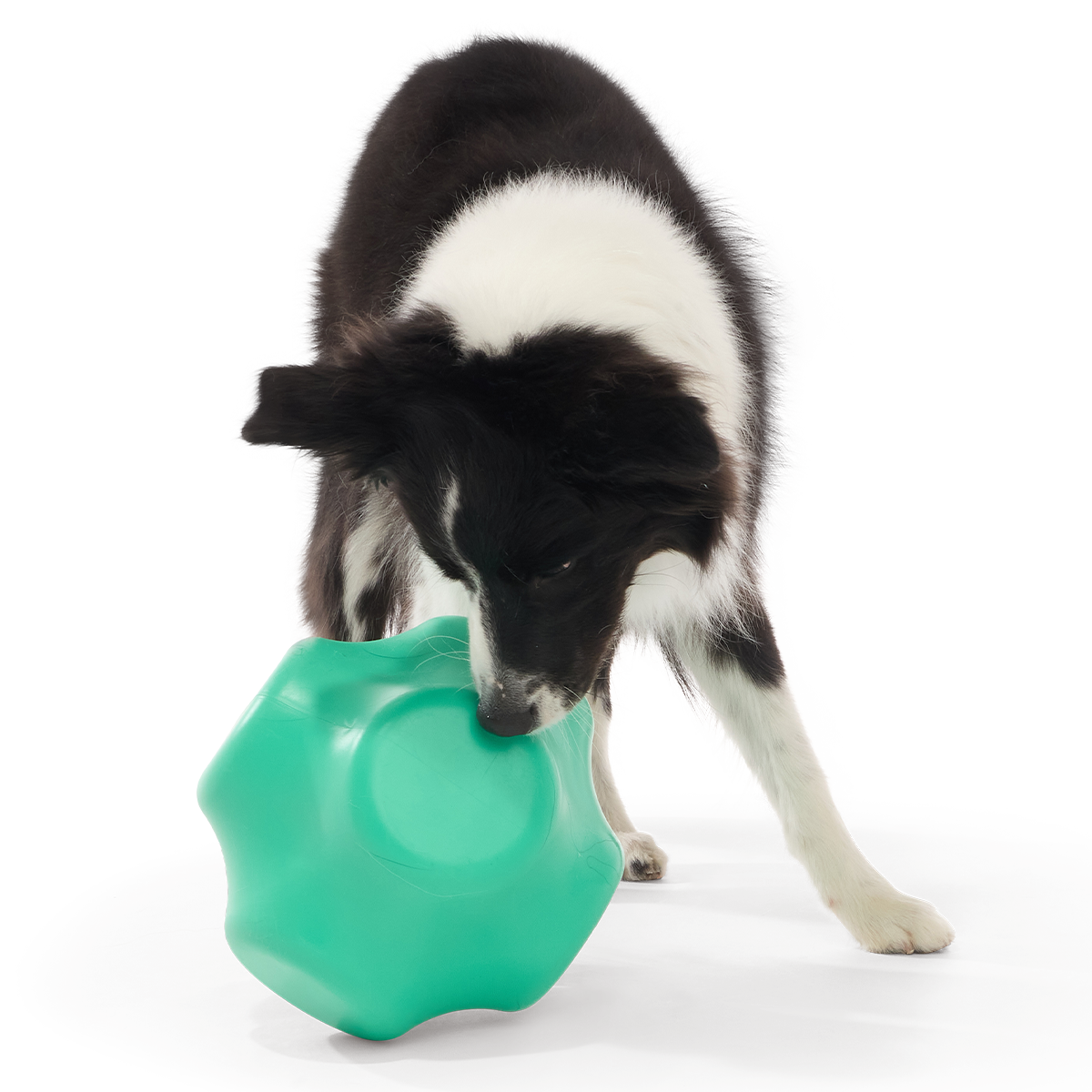 Evergreen Bolder Super Chewer Durable Gnaw Dog Toy