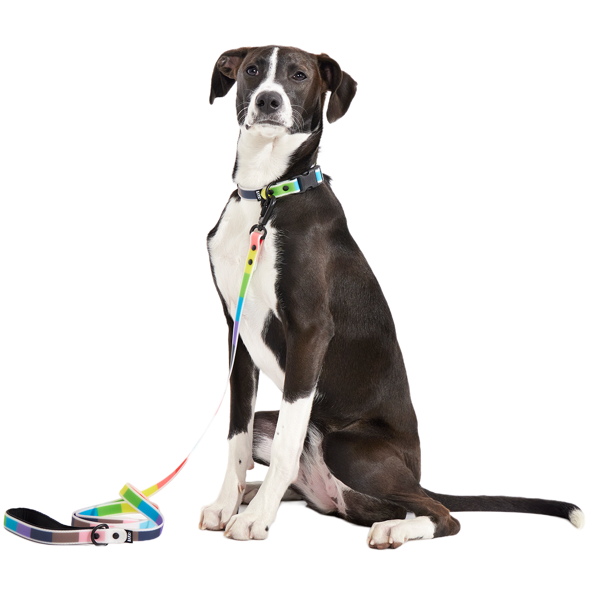 Pride Dog Walking Gear Bundle