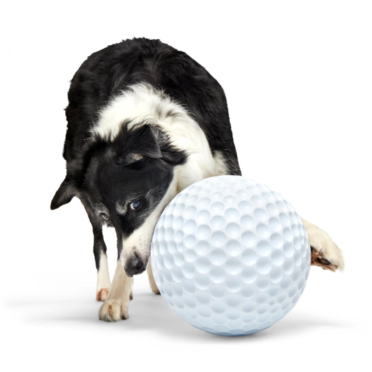 Big Swing Golf Ball Super Chewer Durable Extra-Large + Fetch Dog Toy