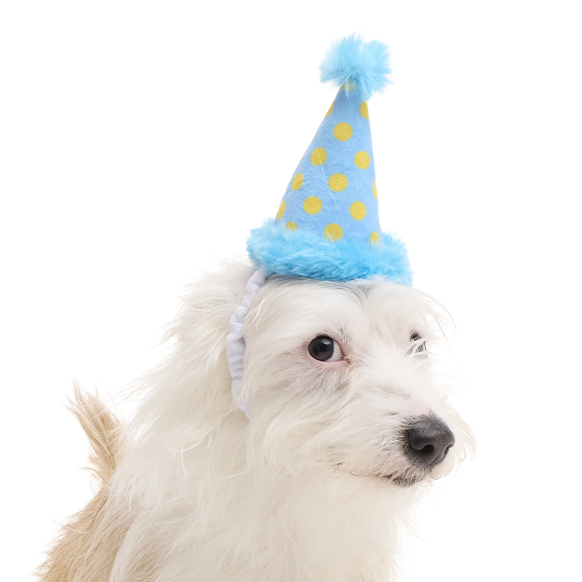 Party Hat Plush Wearable Dog Toy