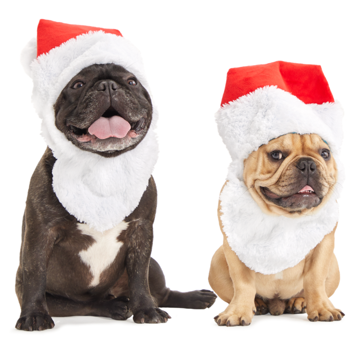 Here Comes Santa Paws Plush Wearable Tug Dog Toy