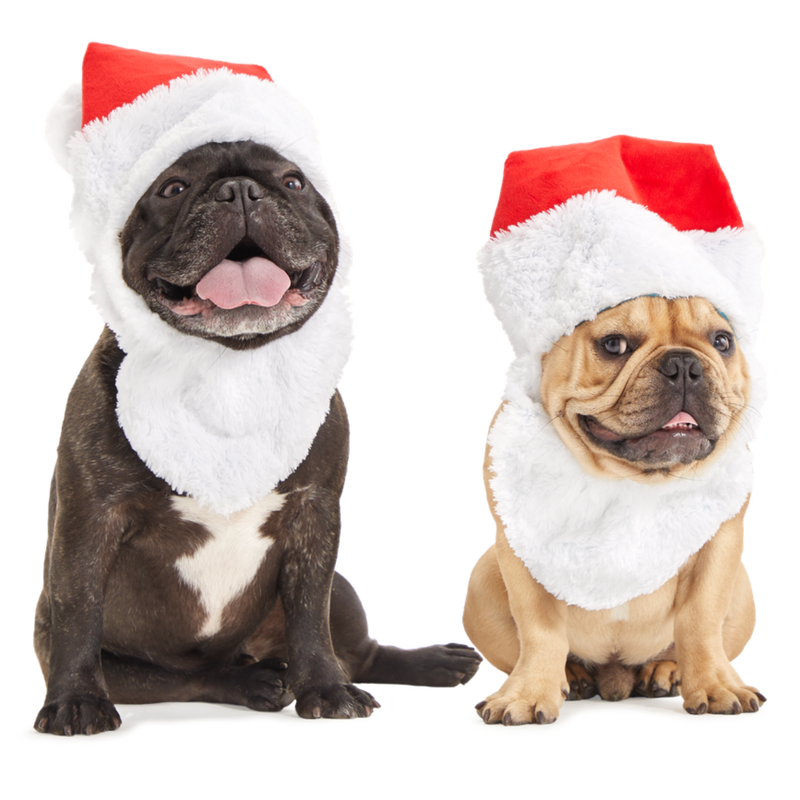 Here Comes Santa Paws Plush Wearable Tug Dog Toy