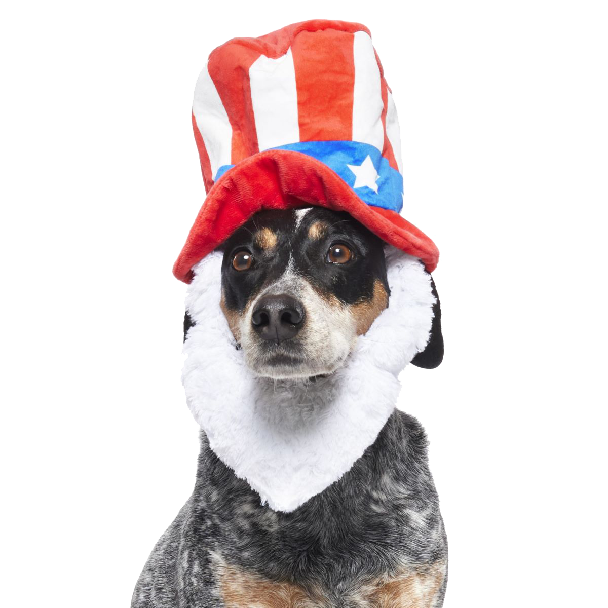 Dog Bless America Plush Wearable + Tug Dog Toy