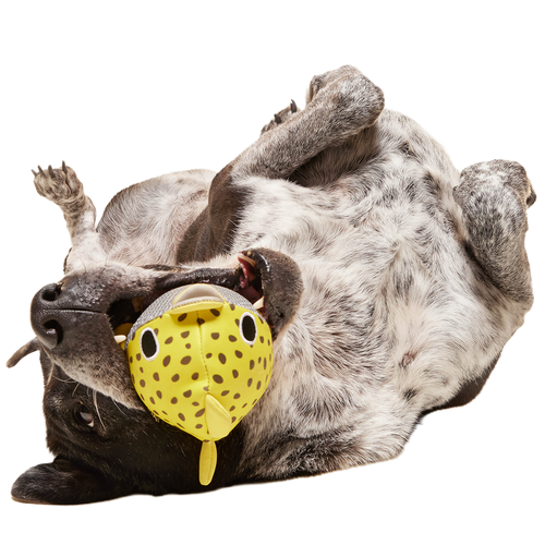 Blowfetch Super Chewer Durable 2-in-1 + Fetch Dog Toy