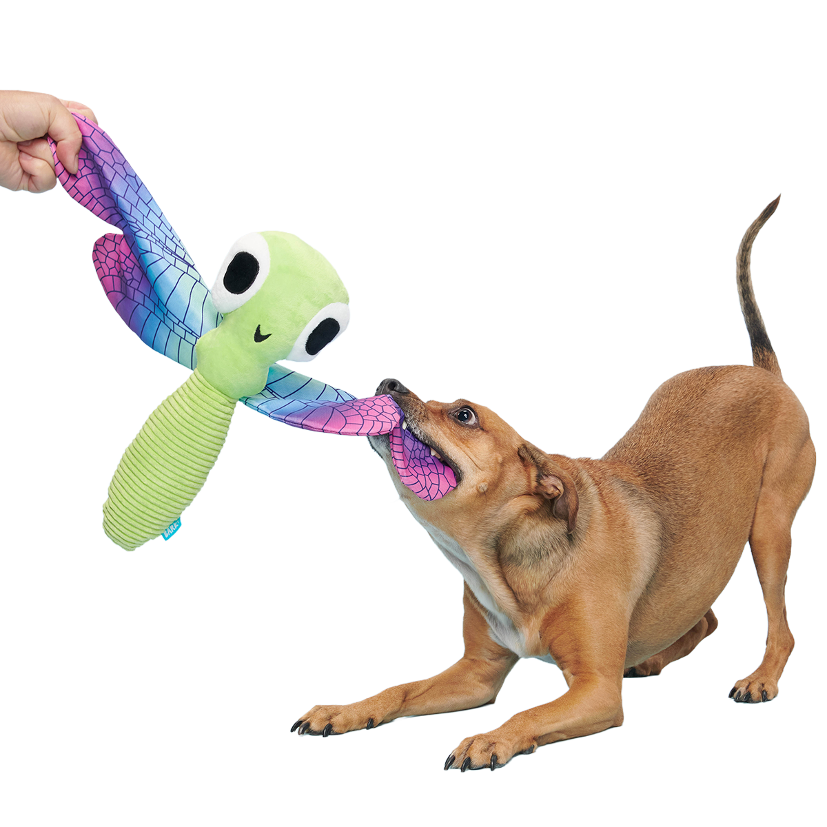 Dragonfly Guy Plush Extra-Large + Tug Dog Toy
