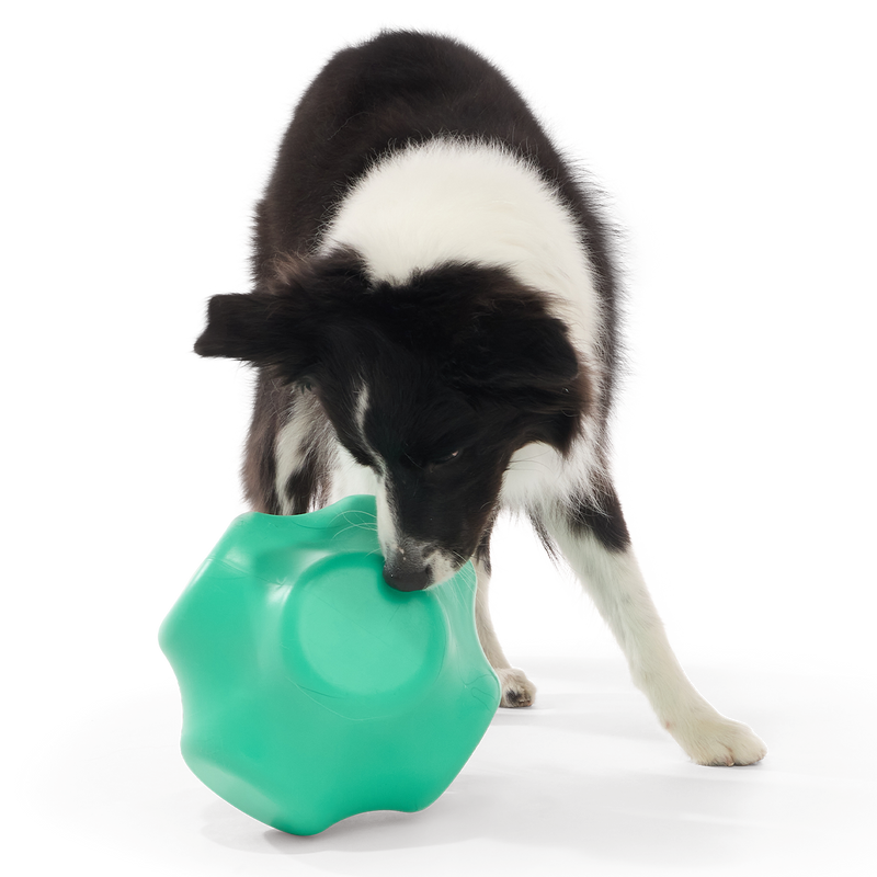 Evergreen Bolder Super Chewer Durable Gnaw Dog Toy