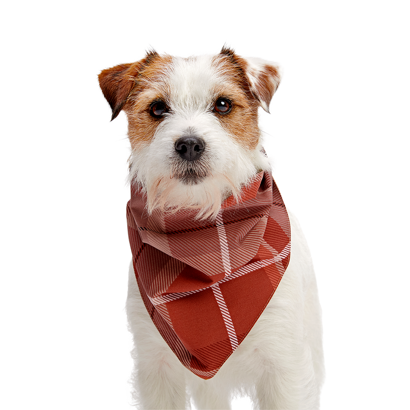 Fall Reversible Dog Bandana