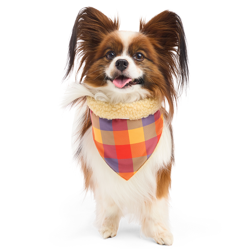Fall Teddy Dog Bandana