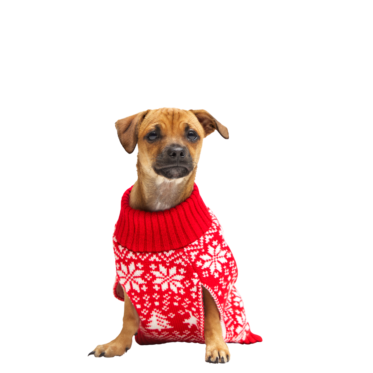 Holiday Sweater Wearable For Dogs