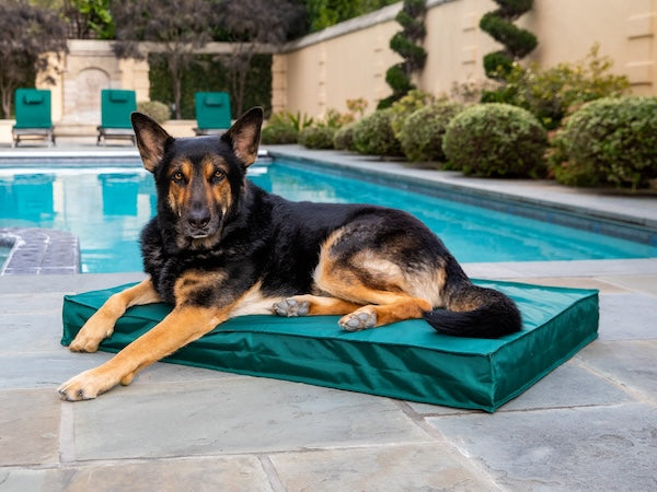Outdoor Dog Bed