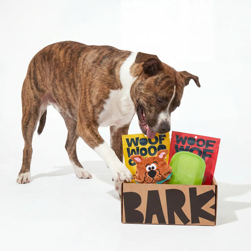 BARK 6 Month Subscription - Scooby-Doo™ Double Deluxe First Box