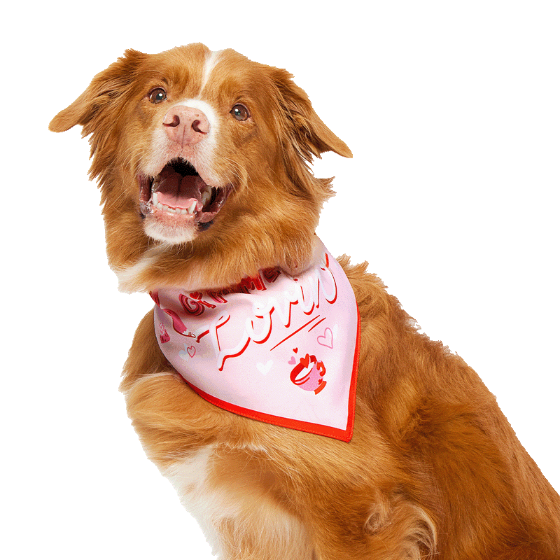 Valentine's Day Dog Bandana